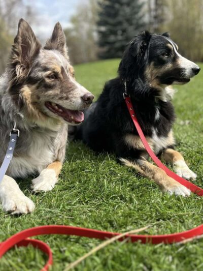 Bigfork Dog Training - Bigfork, MT