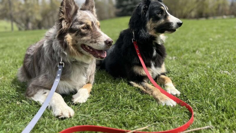 Bigfork Dog Training - Bigfork, MT