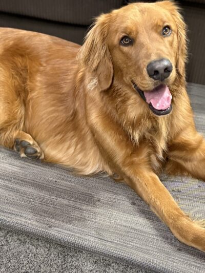 Bigfork Dog Training - Bigfork, MT