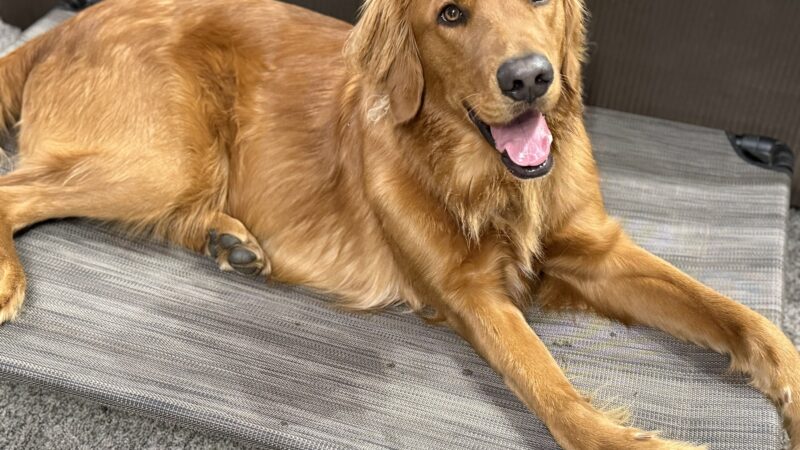 Bigfork Dog Training - Bigfork, MT