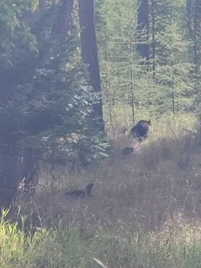 Harrell Forest Community Trails - Bigfork, MT