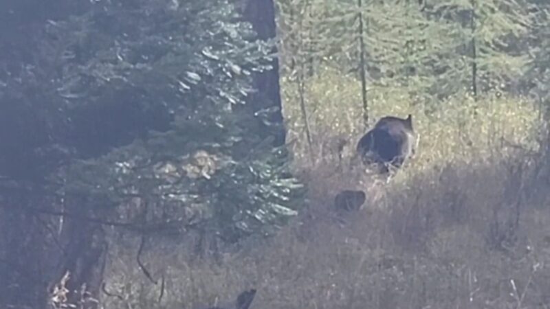 Harrell Forest Community Trails - Bigfork, MT