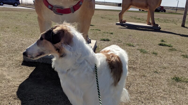Big Dogs Statue Dog Park - Billings, OK