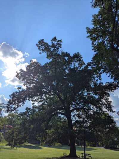 Caldwell Park - Birmingham, AL