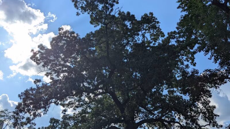 Caldwell Park - Birmingham, AL