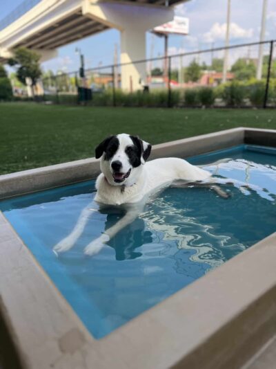 CityWalk Barkery - Birmingham, AL