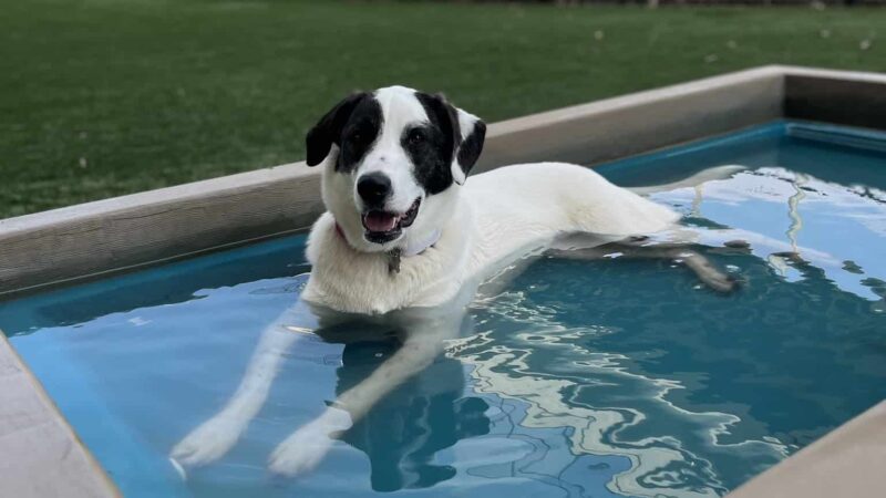 CityWalk Barkery - Birmingham, AL