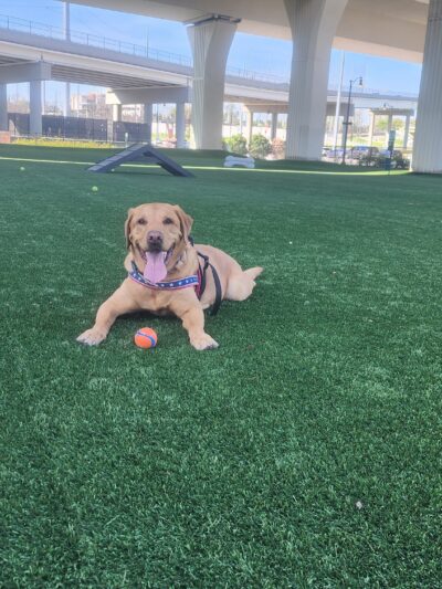 CityWalk Barkery - Birmingham, AL