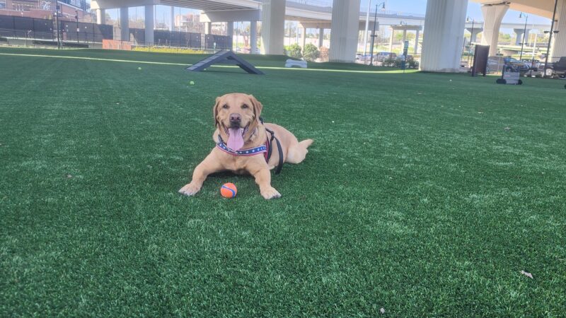 CityWalk Barkery - Birmingham, AL