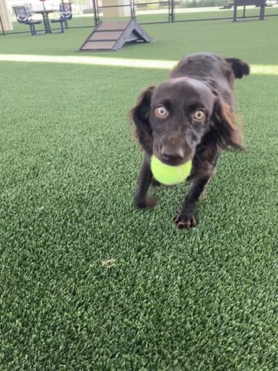 CityWalk Barkery - Birmingham, AL