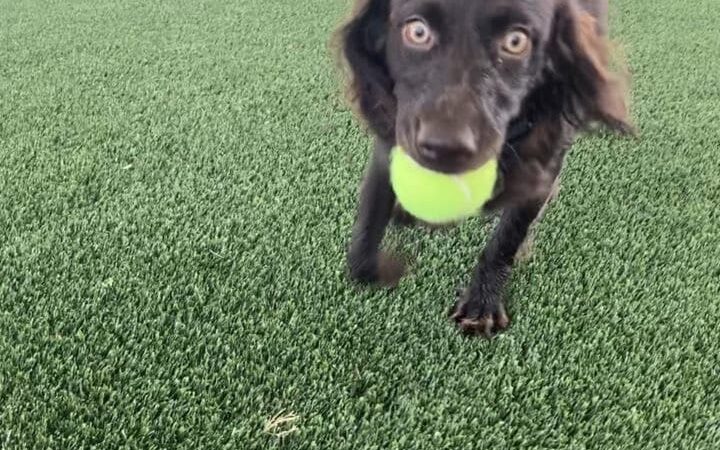 CityWalk Barkery - Birmingham, AL
