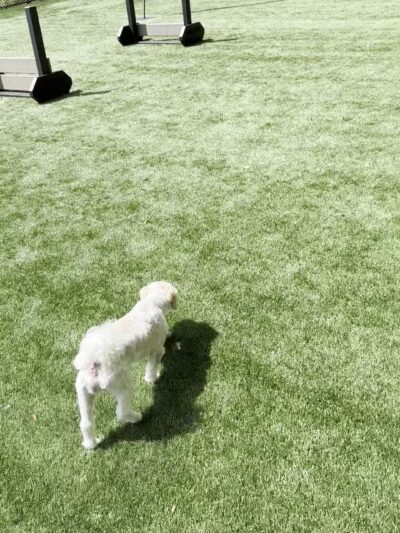 CityWalk Barkery - Birmingham, AL