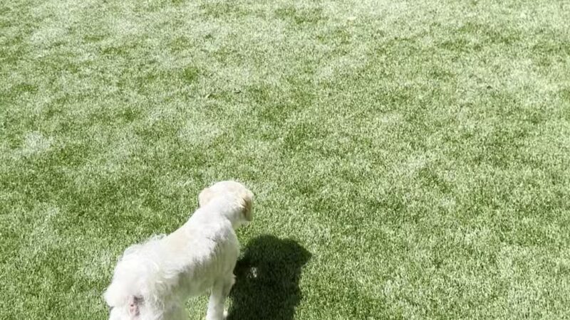 CityWalk Barkery - Birmingham, AL