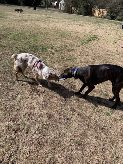 Crestline Park - Birmingham, AL