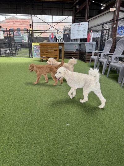 Good Dog Hotel + Bar + Park - Birmingham, AL