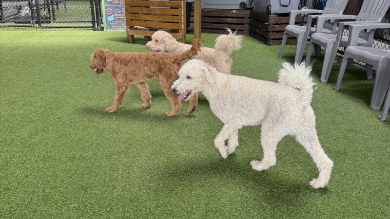 Good Dog Hotel + Bar + Park - Birmingham, AL