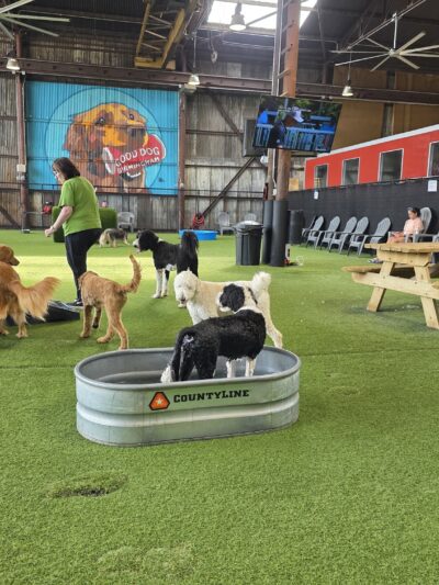 Good Dog Hotel + Bar + Park - Birmingham, AL