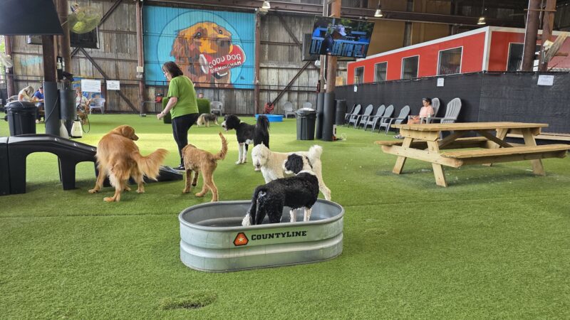 Good Dog Hotel + Bar + Park - Birmingham, AL