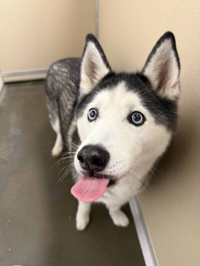 Good Dog Hotel + Bar + Park - Birmingham, AL