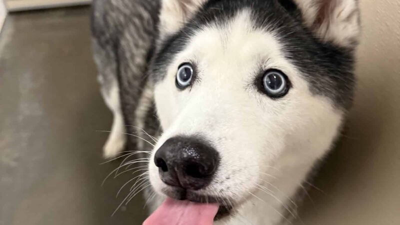 Good Dog Hotel + Bar + Park - Birmingham, AL