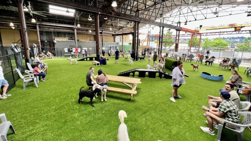 Good Dog Hotel + Bar + Park - Birmingham, AL