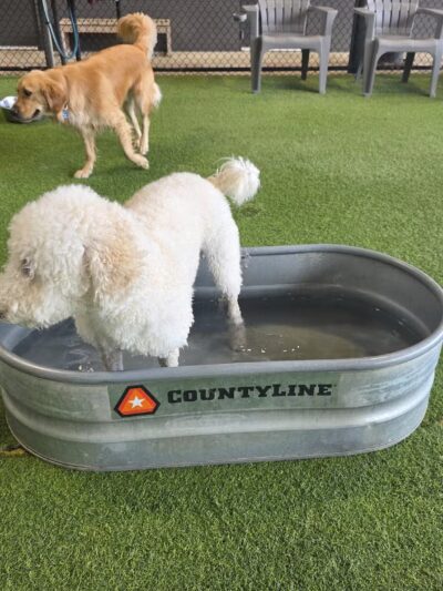 Good Dog Hotel + Bar + Park - Birmingham, AL