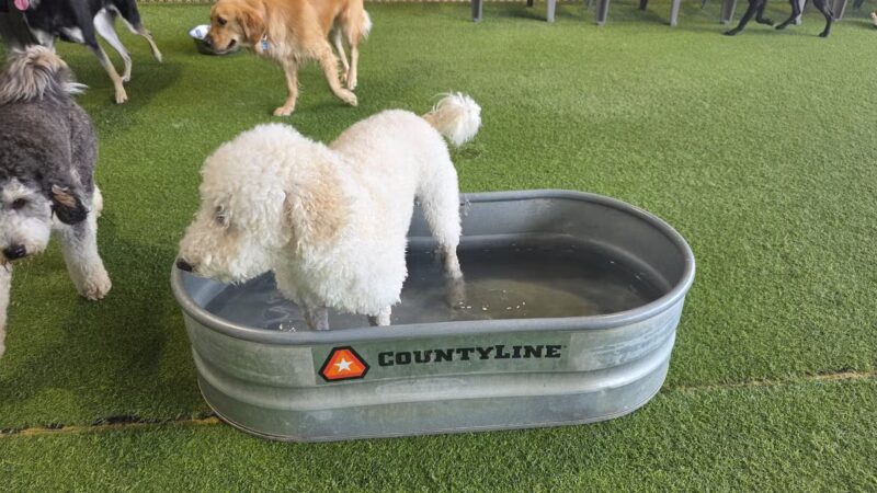 Good Dog Hotel + Bar + Park - Birmingham, AL