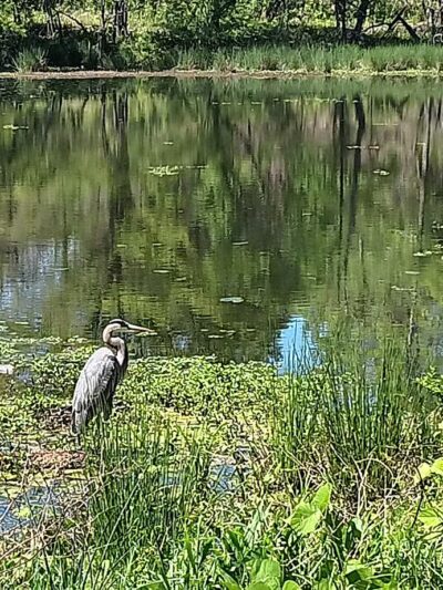 Homewood Shades Creek Greenway -Western Trailhead - Birmingham, AL