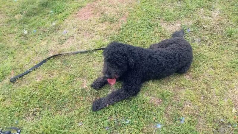 Red Mountain Park - Birmingham, AL