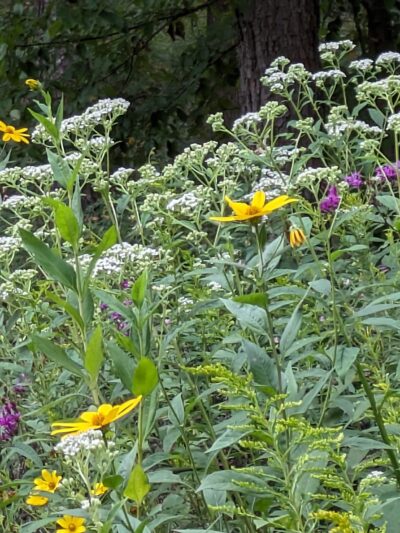 Red Mountain Pollinator Garden Pergola - Birmingham, AL