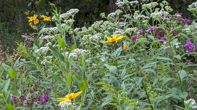 Red Mountain Pollinator Garden Pergola - Birmingham, AL