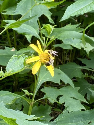 Vulcan Trail - Birmingham, AL