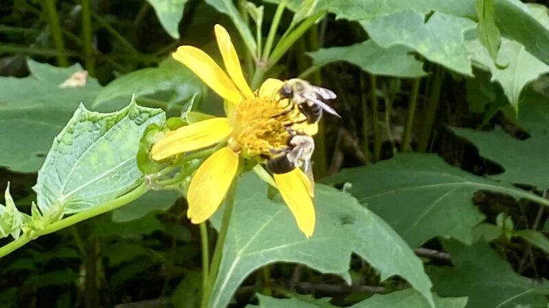 Vulcan Trail - Birmingham, AL