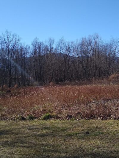 River Walk Dog Park - Black Mountain, NC