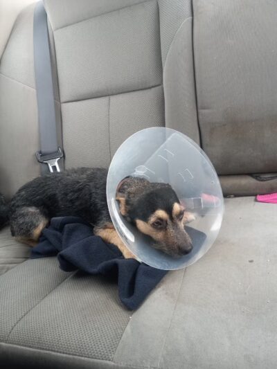 Protect Every Pet (PEP) - Bland, MO