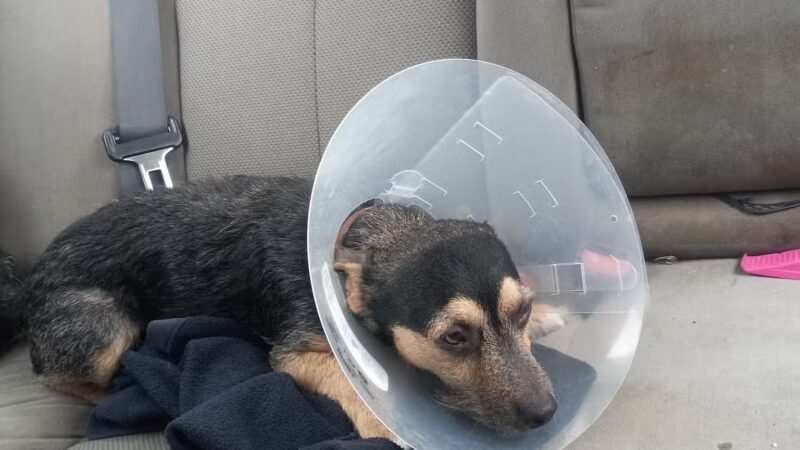 Protect Every Pet (PEP) - Bland, MO