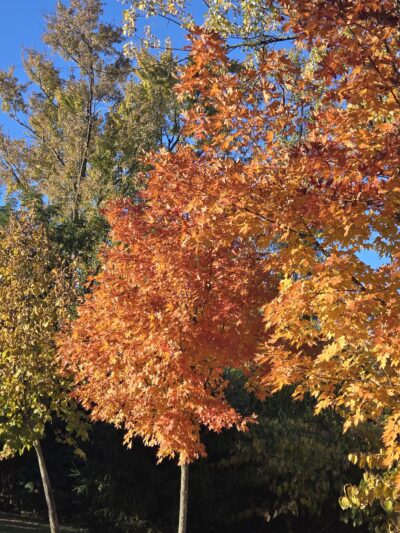 Joseph B. Clarke Trail Head - Blauvelt, NY