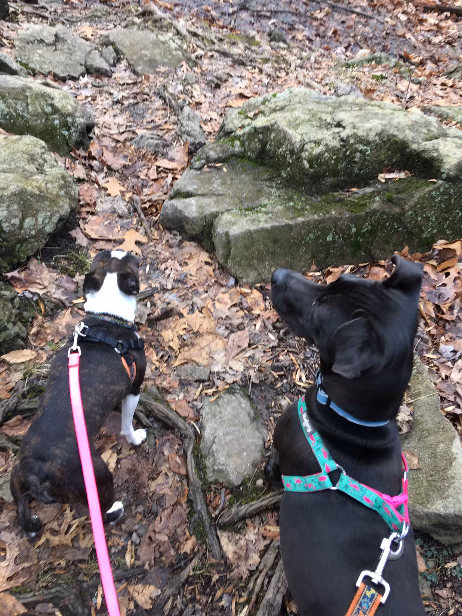 Tackamack North Park - Blauvelt, NY