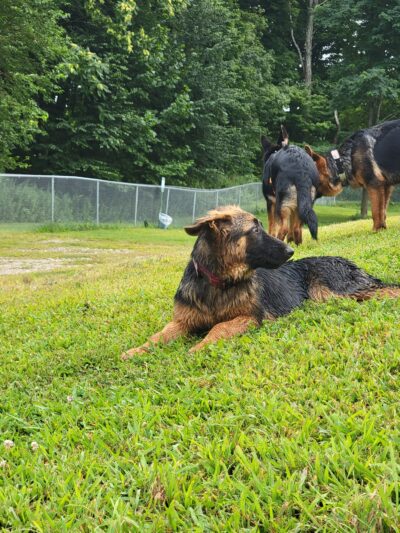 Central Bark, off leash Dog Park - Bloomingburg, NY