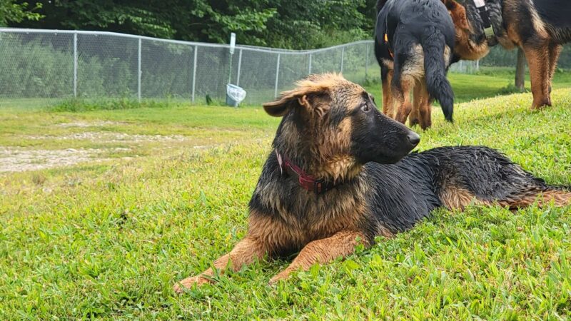 Central Bark, off leash Dog Park - Bloomingburg, NY