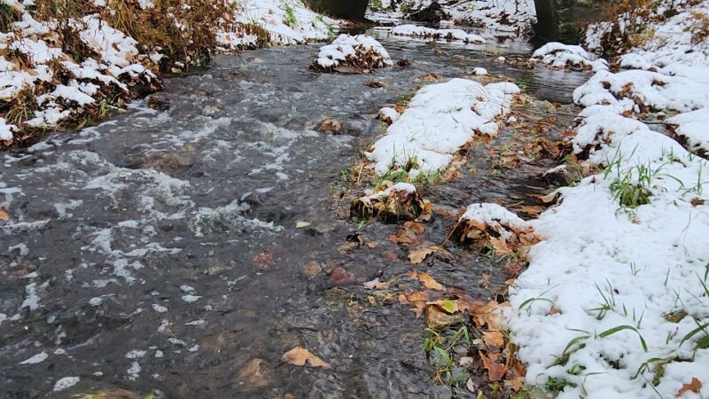Forrest Park - Bloomington, IL