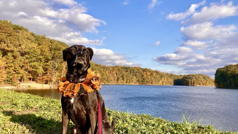 Griffy Lake Dam - Bloomington, IN