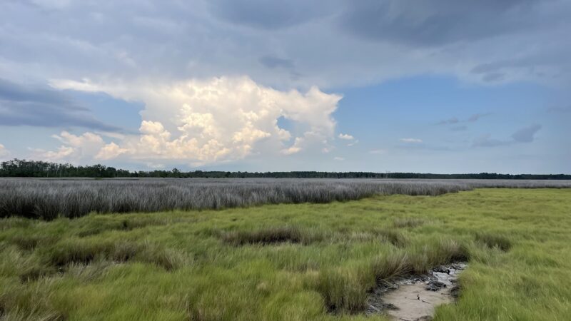 Saxis Wildlife Management Area - Bloxom, VA