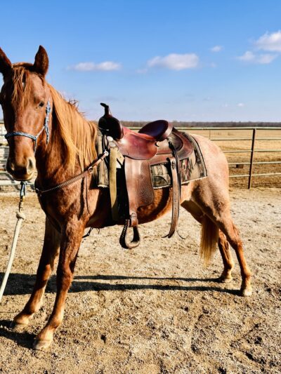 Crosscountry Kennels, LLC - Bluejacket, OK