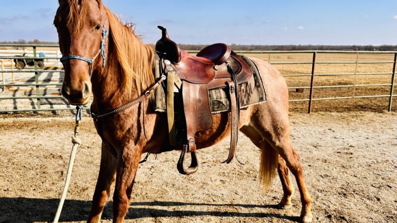 Crosscountry Kennels, LLC - Bluejacket, OK