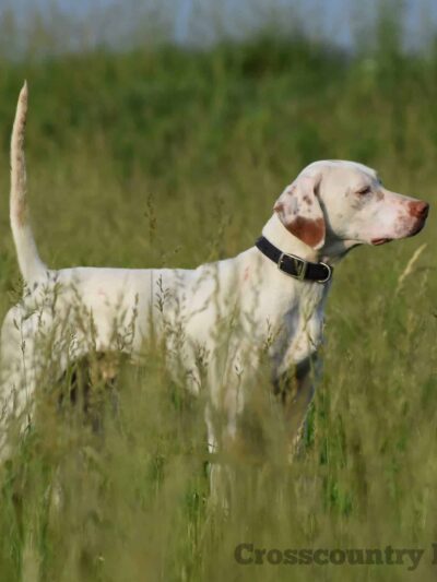 Crosscountry Kennels, LLC - Bluejacket, OK
