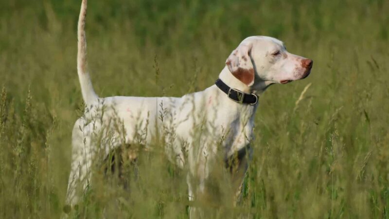 Crosscountry Kennels, LLC - Bluejacket, OK