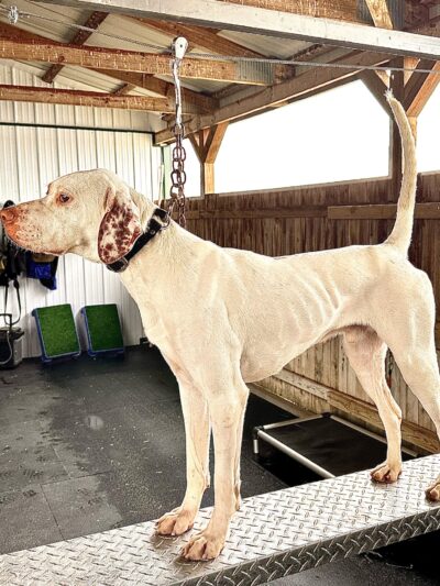 Crosscountry Kennels, LLC - Bluejacket, OK