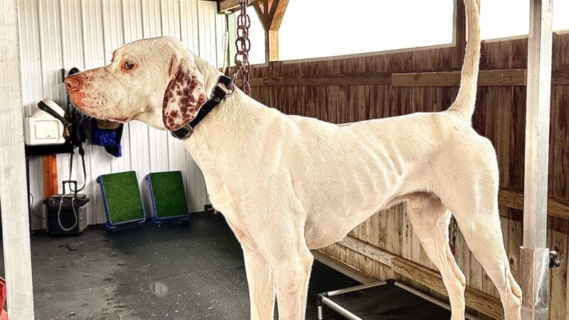 Crosscountry Kennels, LLC - Bluejacket, OK
