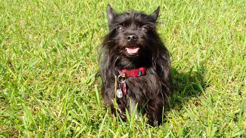 Bluff City Boardwalk and Pavilion - Bluff City, TN